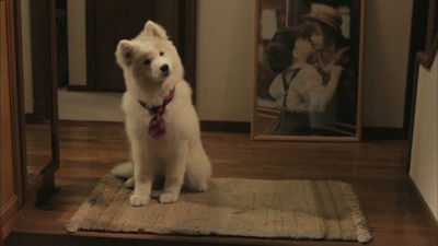 犬饲先生养狗记剧照的剧照