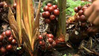 最后的香格里拉剧照的剧照