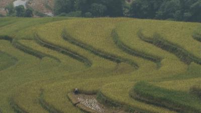 最后的香格里拉剧照的剧照