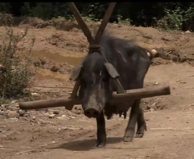 最后的香格里拉剧照的剧照