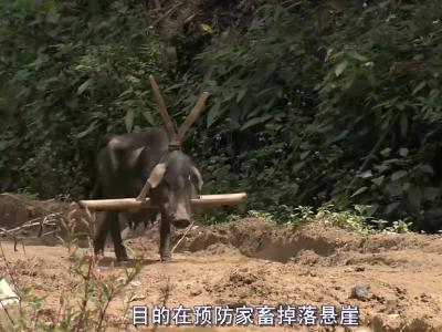 最后的香格里拉剧照的剧照