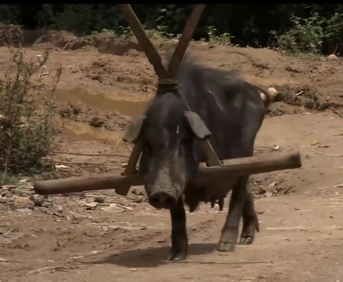 最后的香格里拉剧照的剧照