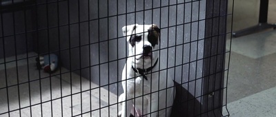 威廉泽罗的重建剧照的剧照