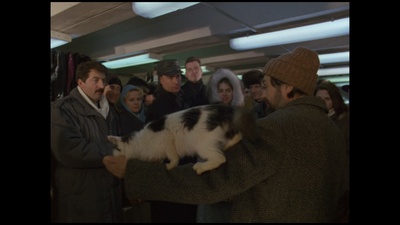 小猫虎子剧照的剧照