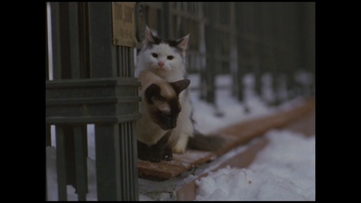 小猫虎子剧照的剧照