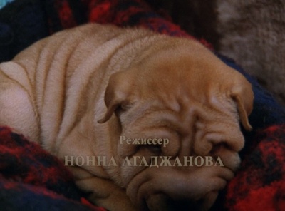 小猫虎子剧照的剧照