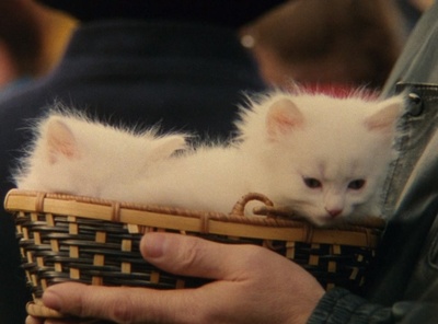 小猫虎子剧照的剧照