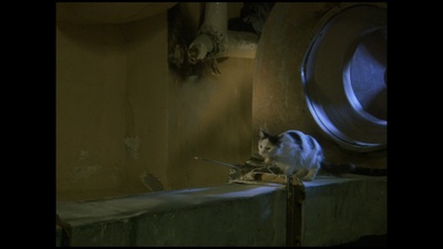 小猫虎子剧照的剧照