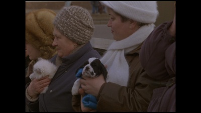 小猫虎子剧照的剧照