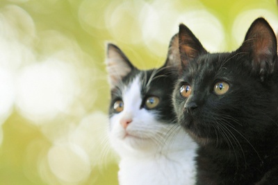 为什么猫都叫不来剧照的剧照