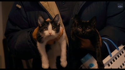 为什么猫都叫不来剧照的剧照