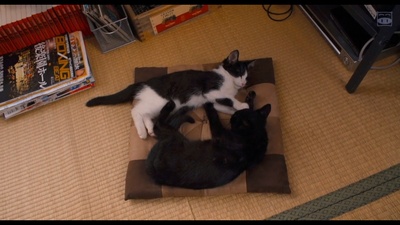 为什么猫都叫不来剧照的剧照