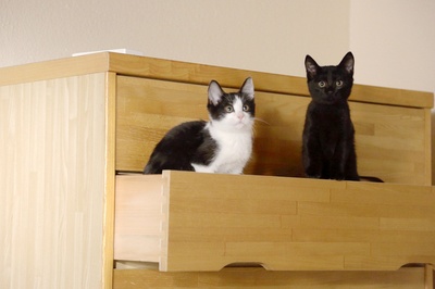 为什么猫都叫不来剧照的剧照