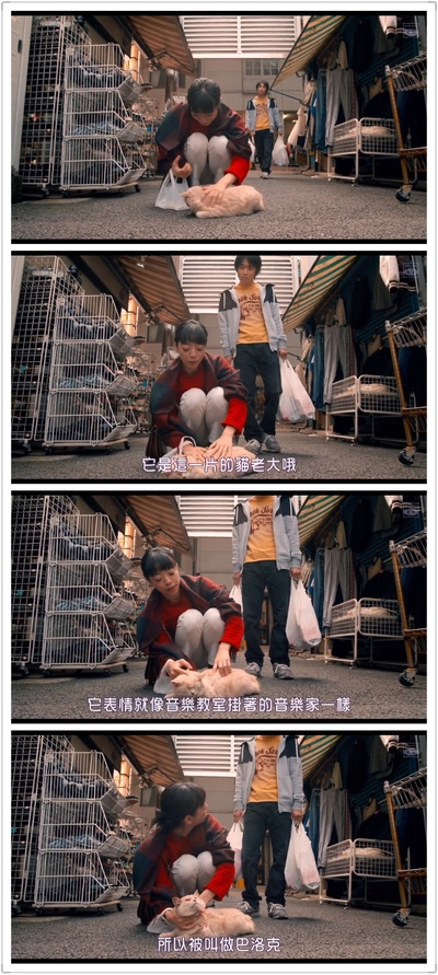 为什么猫都叫不来剧照的剧照