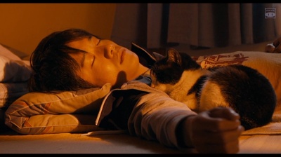 为什么猫都叫不来剧照的剧照