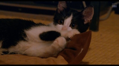 为什么猫都叫不来剧照的剧照