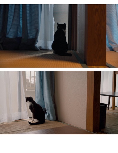 为什么猫都叫不来剧照的剧照