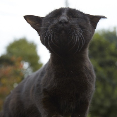 为什么猫都叫不来剧照的剧照