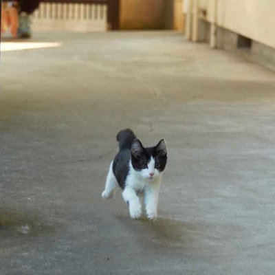 为什么猫都叫不来剧照的剧照