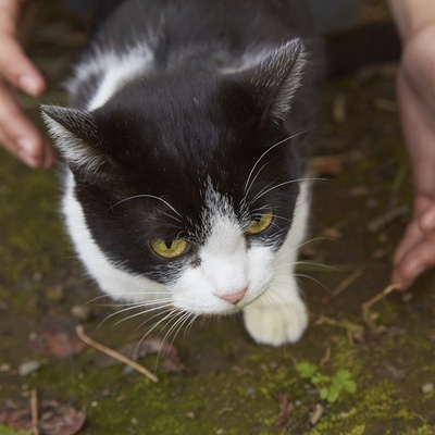 为什么猫都叫不来剧照的剧照