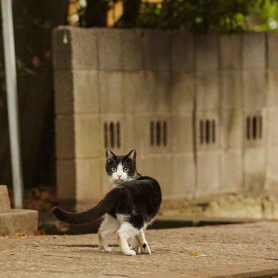 为什么猫都叫不来剧照的剧照