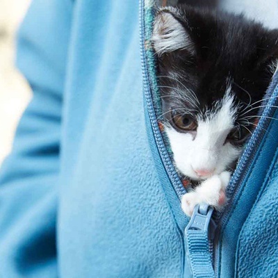 为什么猫都叫不来剧照的剧照