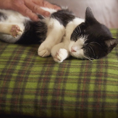 为什么猫都叫不来剧照的剧照