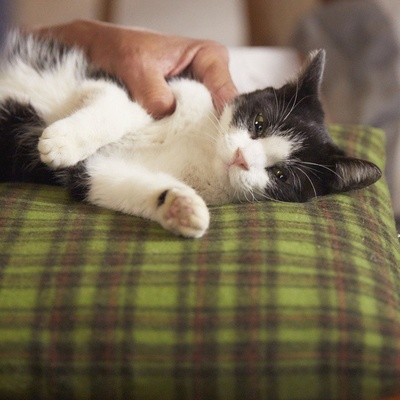 为什么猫都叫不来剧照的剧照