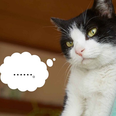 为什么猫都叫不来剧照的剧照