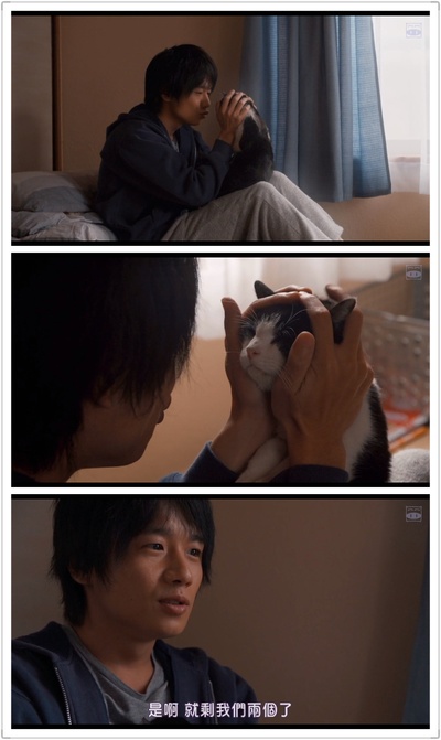 为什么猫都叫不来剧照的剧照