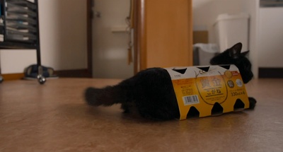 为什么猫都叫不来剧照的剧照