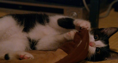 为什么猫都叫不来剧照的剧照