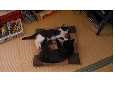 为什么猫都叫不来剧照的剧照