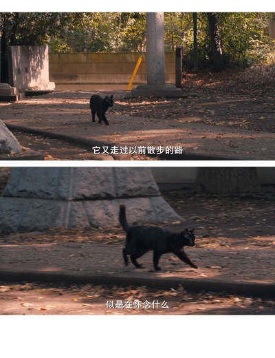 为什么猫都叫不来剧照的剧照