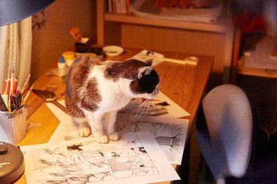 为什么猫都叫不来剧照的剧照