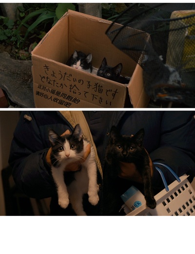 为什么猫都叫不来剧照的剧照