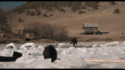 在西伯利亚森林中剧照的剧照