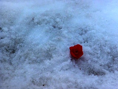 孤苦盲女阿玲剧照的剧照