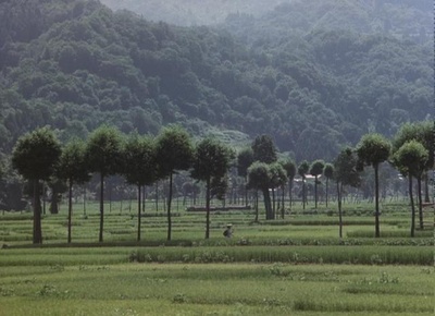 孤苦盲女阿玲剧照的剧照