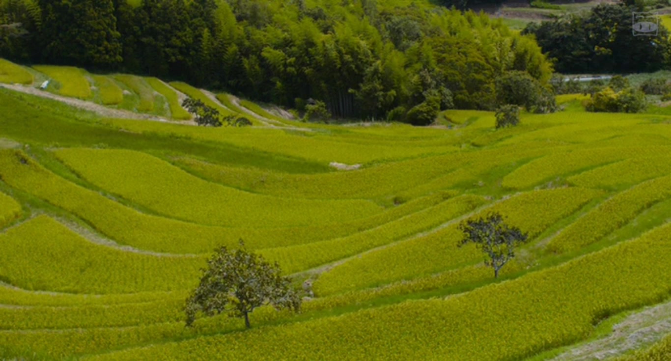 夏美的萤火虫剧照的剧照