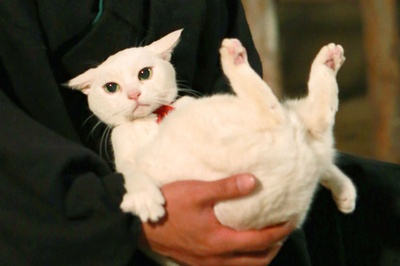 猫侍 前往南之岛剧照的剧照