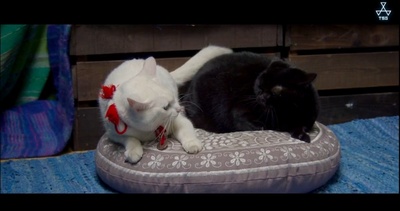 猫侍 前往南之岛剧照的剧照