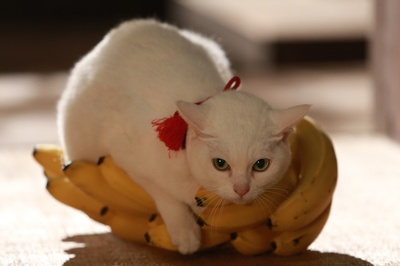 猫侍 前往南之岛剧照的剧照