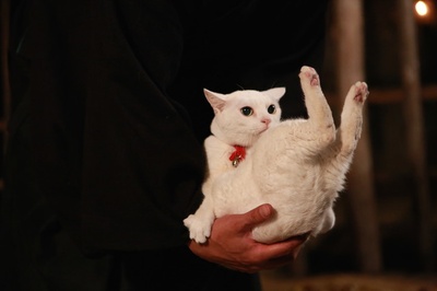 猫侍 前往南之岛剧照的剧照