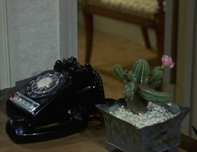 仙人掌花剧照的剧照