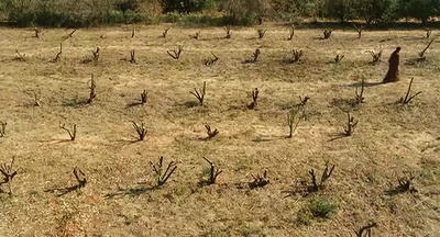 柠檬树剧照的剧照