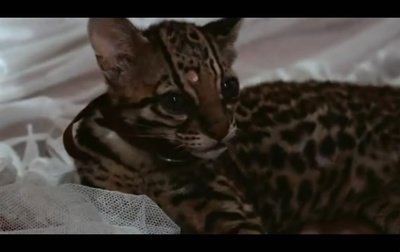 陆上行舟剧照的剧照