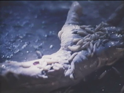 铁血人狼剧照的剧照