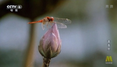 青春祭剧照的剧照