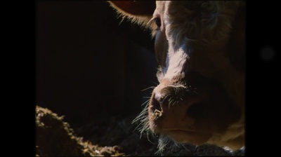 青春祭剧照的剧照